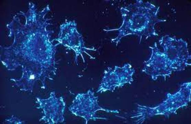 Veninul de caracatiță ar putea fi leacul pentru încetinirea cancerului