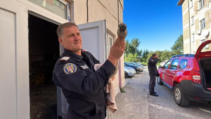 Pui de lebădă cu un picior fracturat, salvat de pompierii tulceni. Video