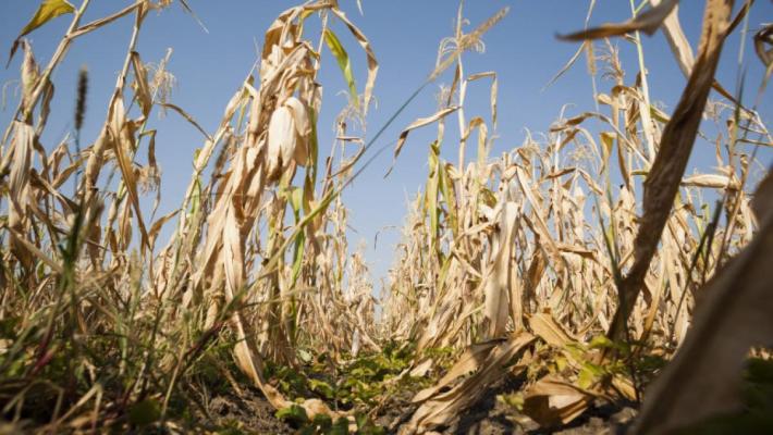 Fermierii vor primi 1.500 de lei pe hectar pentru culturile afectate de secetă