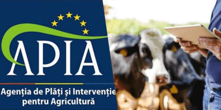 APIA efectuează plata ajutorului de stat pentru susținerea activității crescătorilor din sectorul bovin