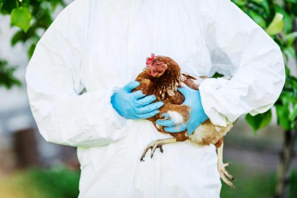 În Europa a fost semnalat un caz de transmitere a gripei aviare la om 