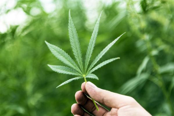 Germania plănuiește legalizarea cannabisului