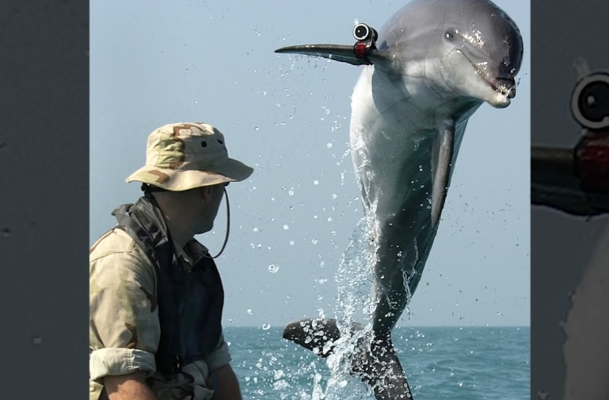 Rusia va folosi delfinii de luptă în cazul unui atac subacvatic