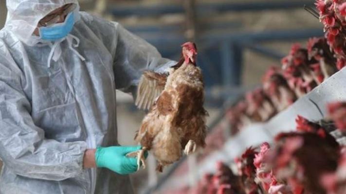 De ce gripa aviară începe să-i îngrijoreze pe experţii în sănătate