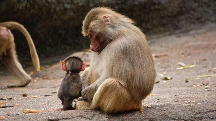 Neuralink se confruntă cu o anchetă federală din cauza abuzului asupra animalelor