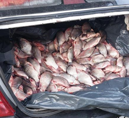 Comercializare ilegală de pește, provenit din braconaj, descoperită de jandarmii constănţeni