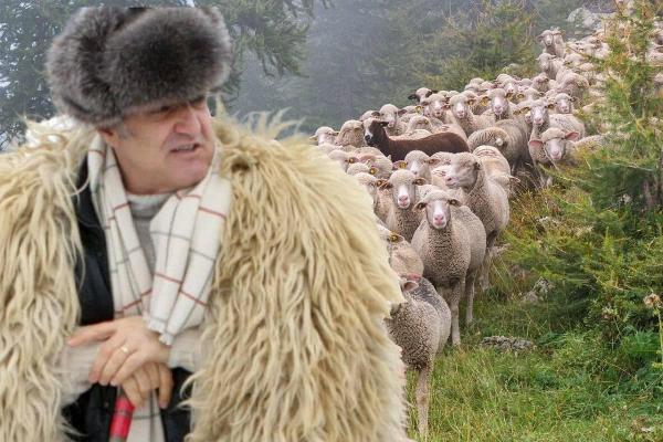 Lui Gigi Becali i-au fost furate oile din Pipera