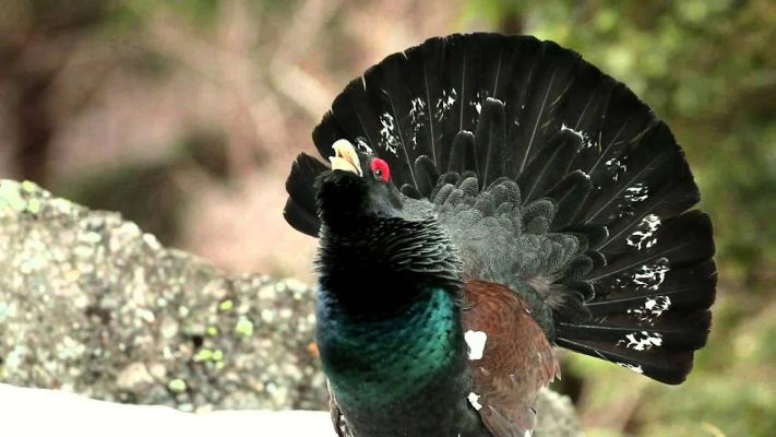 Victorie în instanţă. 239 de cocoşi de munte nu vor ajunge friptură în restaurantele de lux în acest an