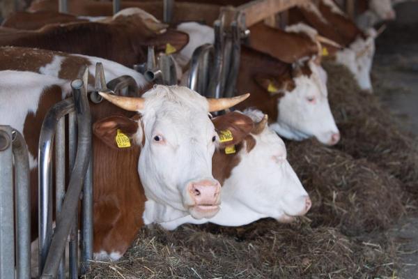 Până când își pot depune fermierii, cererile privind ajutorul de stat în sectorul creşterii animalelor