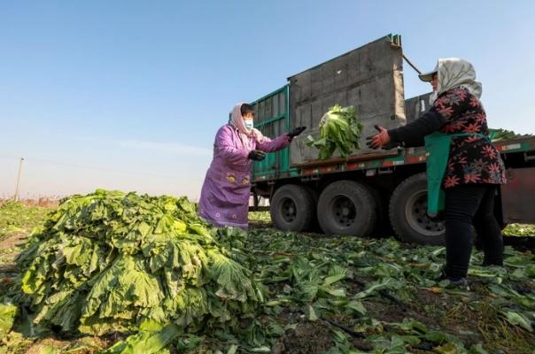 Fermierii chinezi sunt forţaţi să îşi distrugă recoltele din cauza restricţiilor anti-Covid