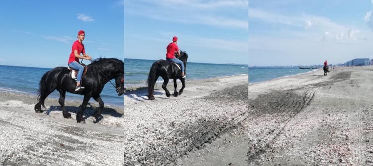 Și-a scos caii la „păscut“... pe plaja din Năvodari