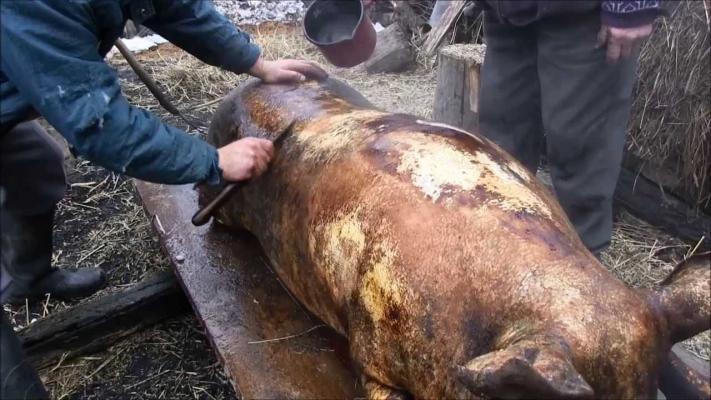 Tot ce trebuie să știi dacă vrei să cumperi un porc de la țară