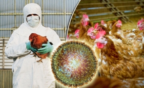 Ungaria anunta focar de gripa aviara la granita cu Romania Ungaria anunță focar de gripă aviară la granița cu România