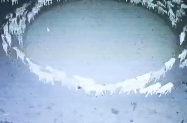 Explicație pentru turma de oi care s-a învârtit 12 zile încontinuu. Video