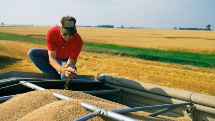 Prețurile grâului au explodat, după decizia Rusiei