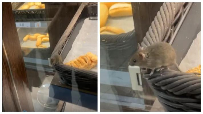 Un șobolan, printre rafturile de patiserie de la Lidl