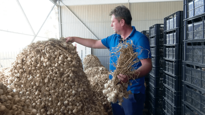 Ministerul Agriculturii anunţă fonduri suplimentare pentru programul de susţinere a producţiei de usturoi