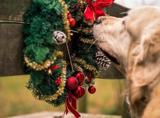 Primăria Constanța continuă proiectul adopțiilor de câini