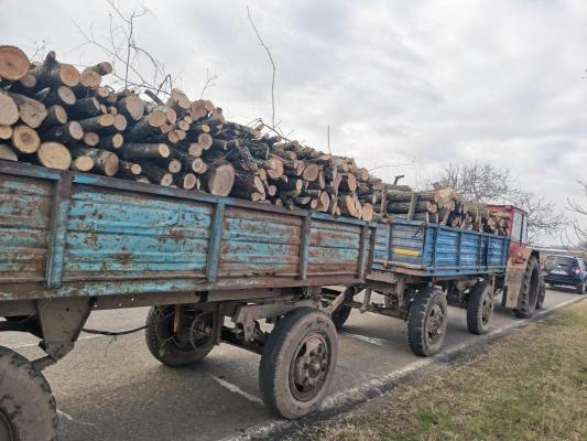 Romsilva a programat recoltarea a 9,3 milioane metri cubi de lemn din pădurile statului în 2024