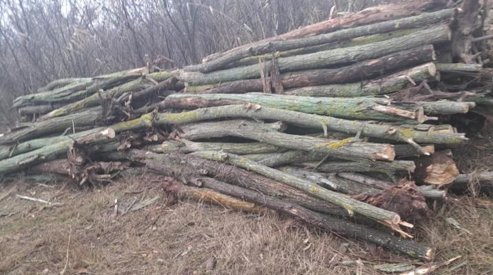Cererea de lemne pentru încălzire a explodat în regiunea Alsacia din Franţa