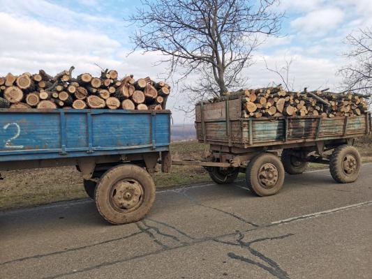 ASFOR: 90% din lemnul României, exploatat şi valorificat de SRL-uri; veniturile Romsilva provin din încasările de la privat