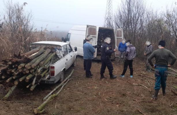 Hoți de lemne, surprinși în flagrant, de jandarmii constănțeni