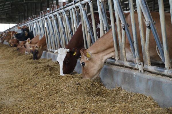 Ajutor de la stat pentru sectorul creșterii animalelor
