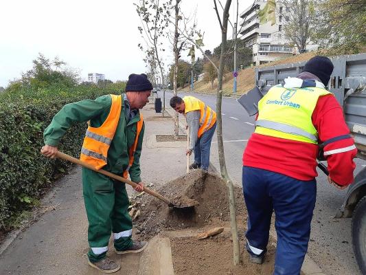 Copaci plantați pe aliniamentele stradale din municipiu