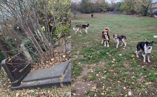 Chiar nu se mai ocupă nimeni de cimitirul evreiesc? E plin de buruieni și te latră câinii! Video