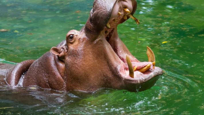 Un hipopotam a înghițit un copil de 2 ani de viu