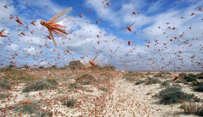 Apocalipsa insectelor: Să ne așteptăm la consecințe destul de grave pentru ecosisteme și pentru oameni 