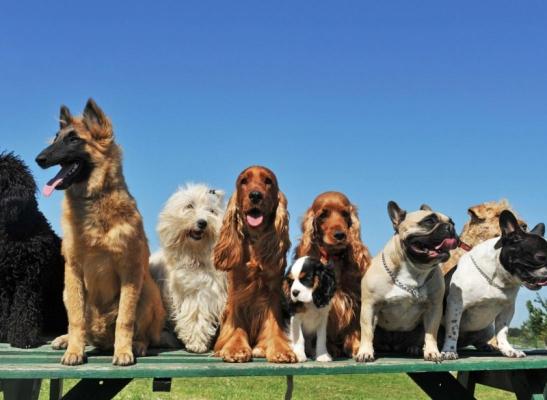 New York va interzice vânzarea de animale de companie în pet shop-uri începând din 2024