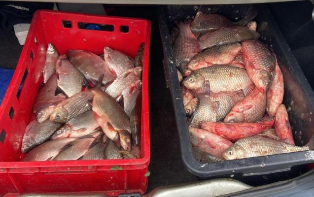 Jandarmii constănțeni au confiscat 100 de kg de pește