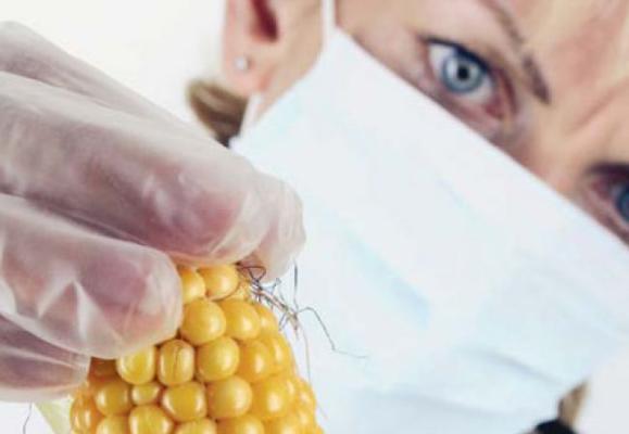 Mexicanii refuză să importe porumb modificat genetic din SUA: „Preferăm sănătatea“