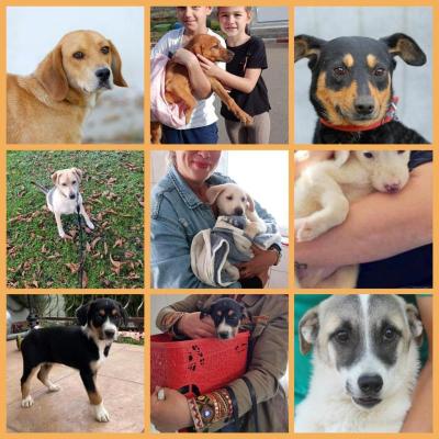Peste 200 de câini au fost adoptați în anul 2022