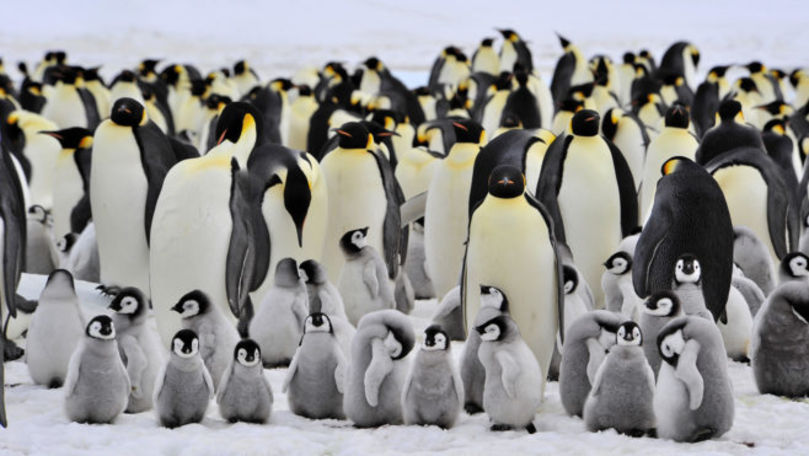 O noua colonie de pinguini imperiali, descoperita in Antarctica