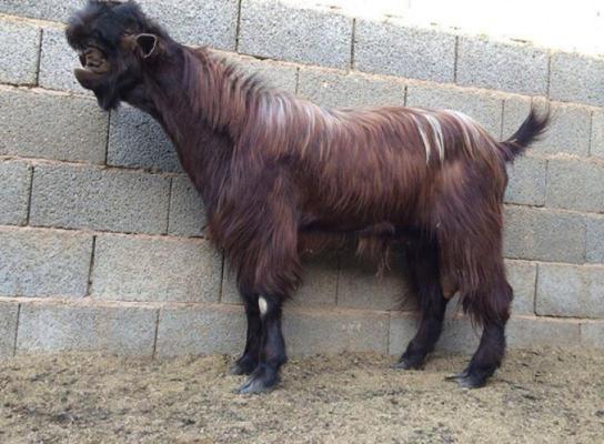 Animalul care a fost creat de om printr-o mutație genetică. Specia a ajuns în Europa și amenință turmele de oi și capre