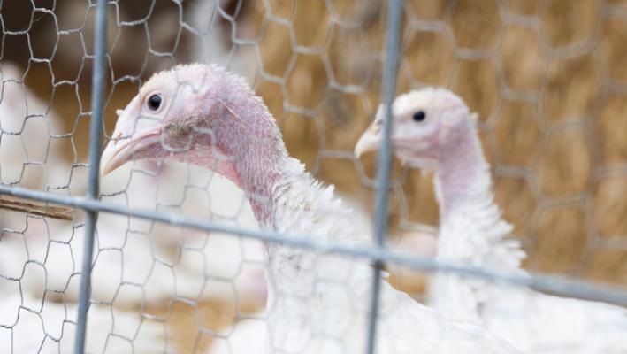 Focare de gripă aviară la două ferme de curcani din Brașov, unde sunt peste 100.000 de păsări