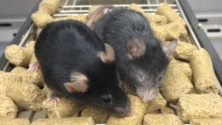 Cercetătorii au reușit să inverseze procesul de îmbătrânire la șoareci  