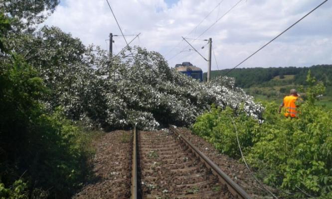 CFR dă peste 37 de milioane de lei pentru tăierea arborilor periculoși din zona căilor ferate