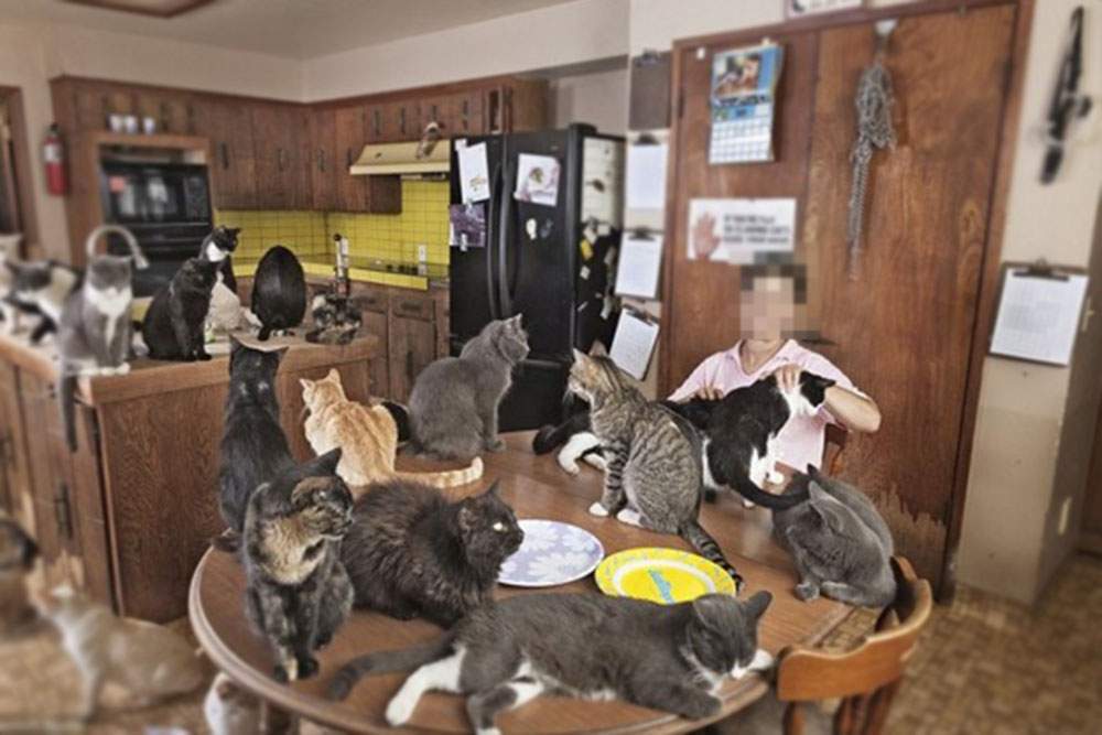 O femeie din Kenya isi imparte locuinta cu 600 de pisici