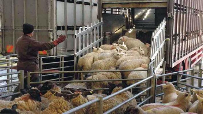 PSD cere respingerea proiectului lui Cîțu de interzicere a exportului de animale vii