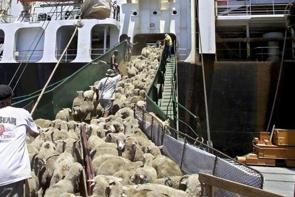 PSD va solicita în coaliţie respingerea proiectului de lege care interzice exportul de animale vii din România