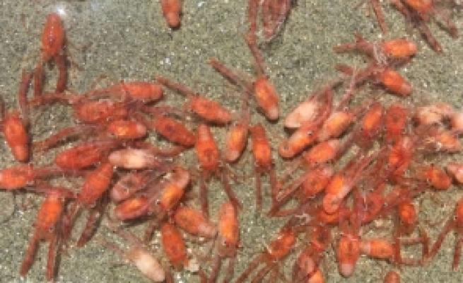 După doi ani de cercetări, moartea în masă a crabilor și homarilor rămâne un mister 