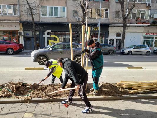 Mai mulți arbori au fost plantați în Constanța
