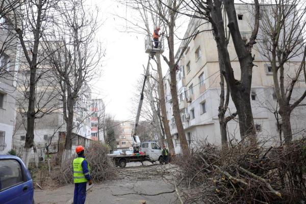 Zilele acestea se vor defășura activitățile de toaletare și corecție a arborilor în Tomis Nord