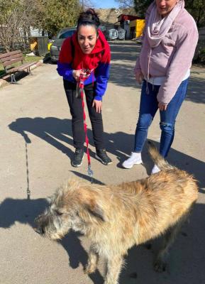 Încă un câine a fost adoptat de la Adăpostul de animale abandonate din Constanța