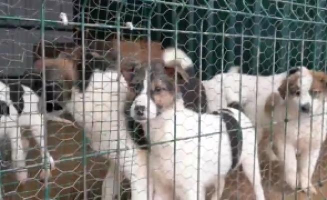 Zeci de cai şi câini, ţinuţi în condiţii necorespunzătoare