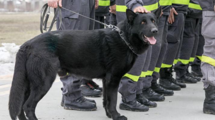 Emoționanta poveste a câinilor salvatori pe care România i-a trimis în Turcia