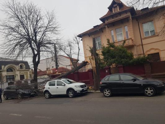 Un copac a căzut peste o maşină parcată pe strada Răscoalei 1907